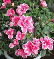 福建龍巖 綠意盎然的花木產業——從果樹苗木到禮品花卉的多元發展