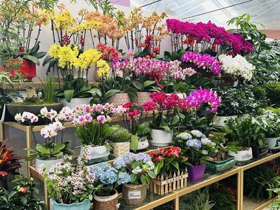 春風有信花為禮 婦女節濟南鮮花銷售持續升溫，禮品花卉受熱捧